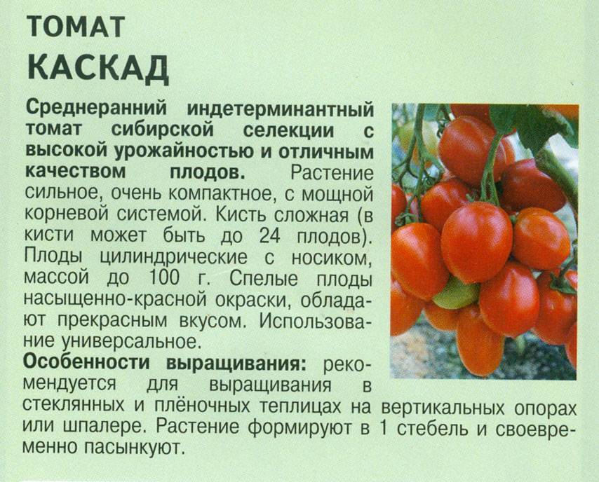 Описание томата мелодия и особенности выращивания сорта