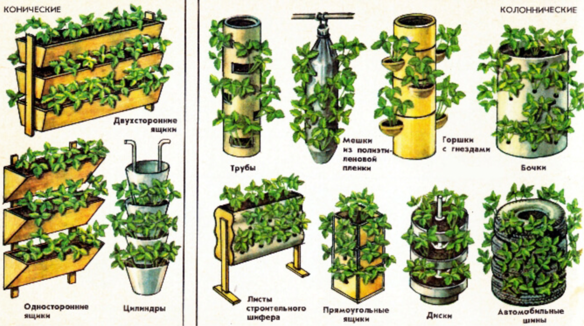 Выращивание клубники в мешках: пошаговая инструкция, нюансы технологии