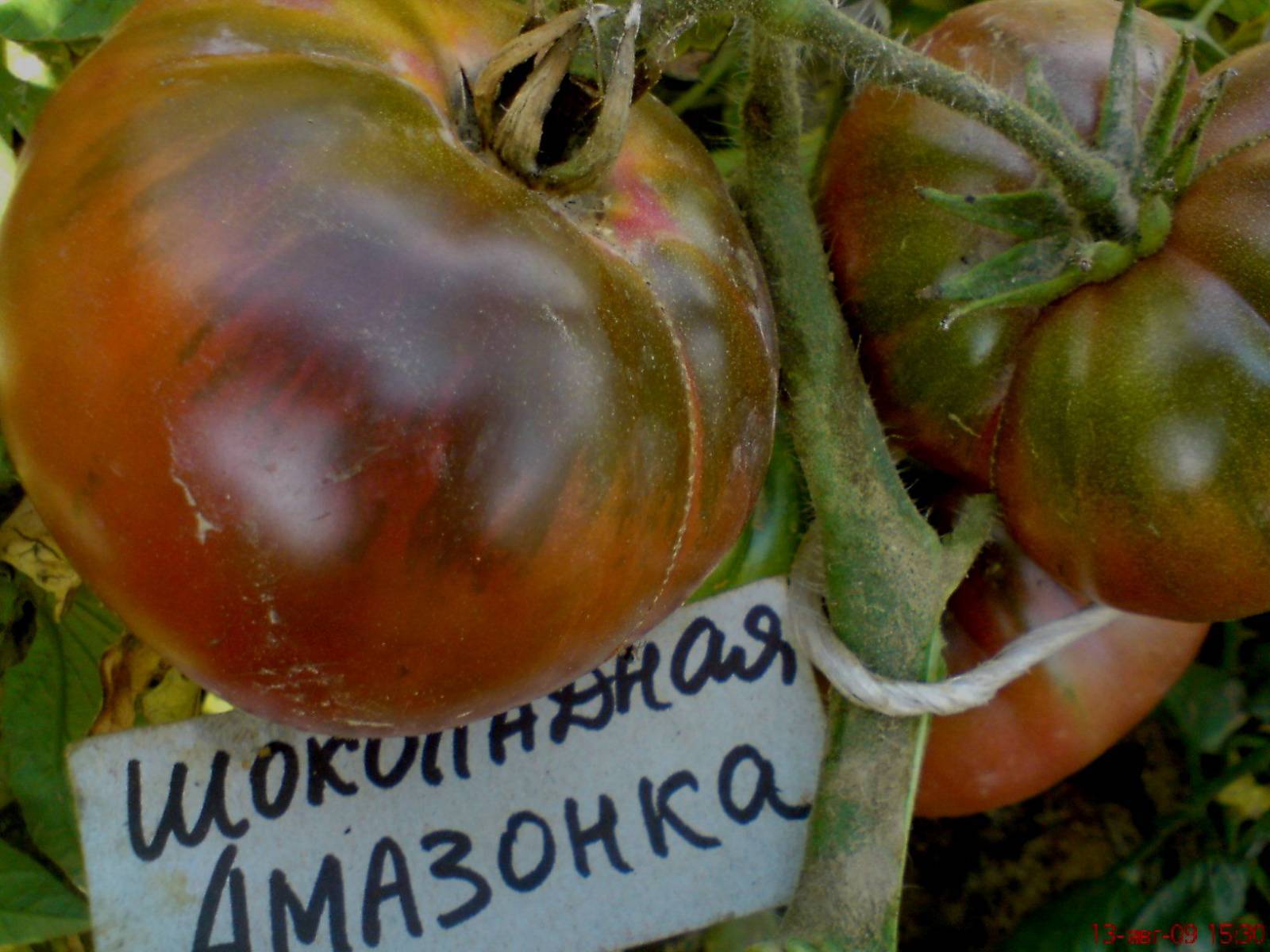Томат африка f1: отзывы о том где лучше растут помидоры, описание и характеристики сорта