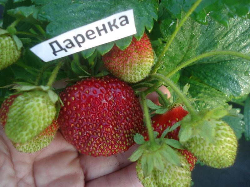 Клубника марышка - отзывы о сорте, описание, фото