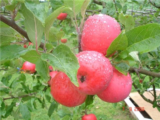 Описание сорта яблони белый налив: фото яблок, важные характеристики, урожайность с дерева
