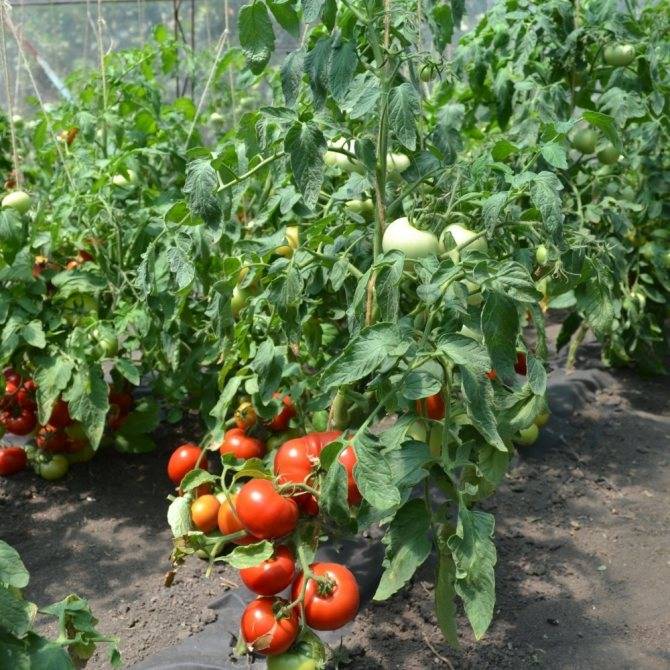 ᐉ томат "слот f1": особенности, урожайность и описание сорта - orensad198.ru