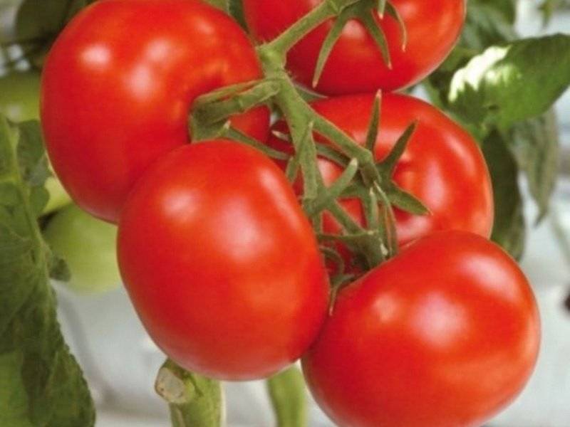 Томат союз 8 f1: характеристика и описание сорта, отзывы об урожайности, фото помидоров