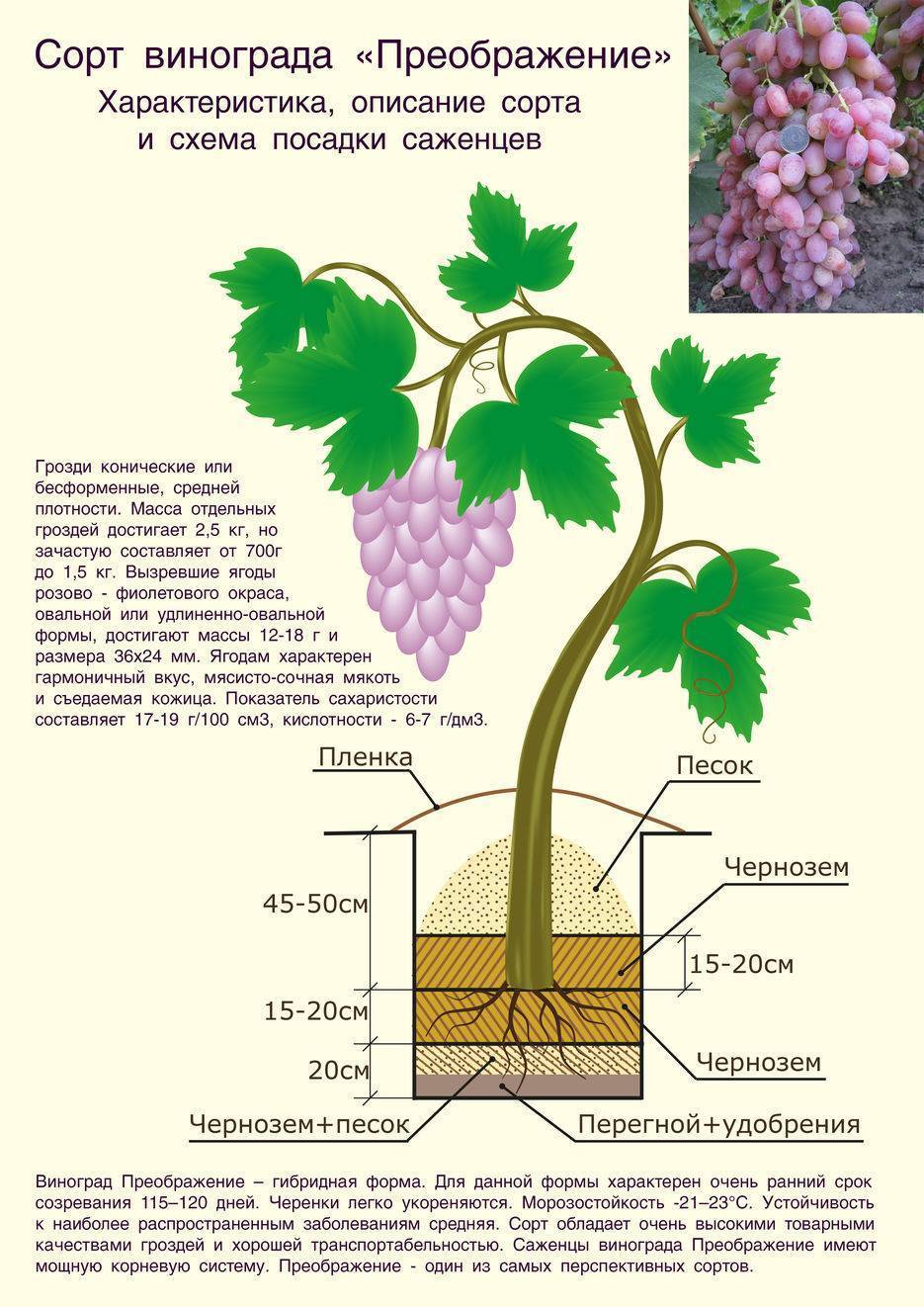 Атос — гибридная форма винограда