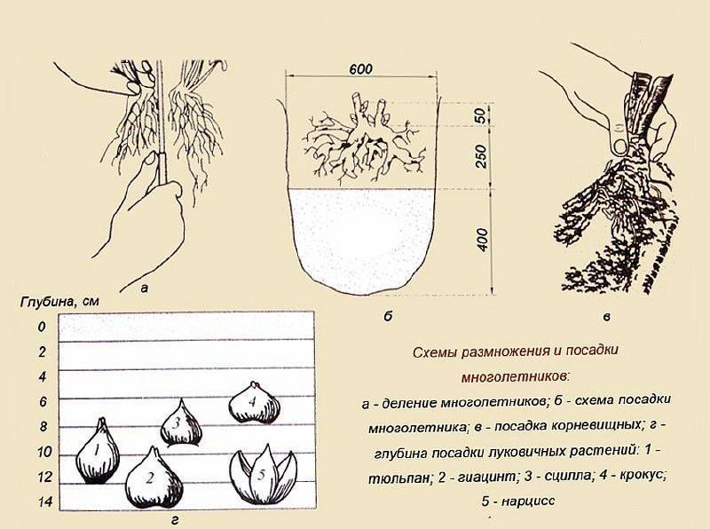 Нарциссы, украшение любого участка: выращивание и уход в открытом грунте
