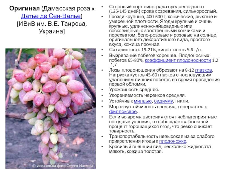 ᐉ юбилей новочеркасска - виноград - roza-zanoza.ru