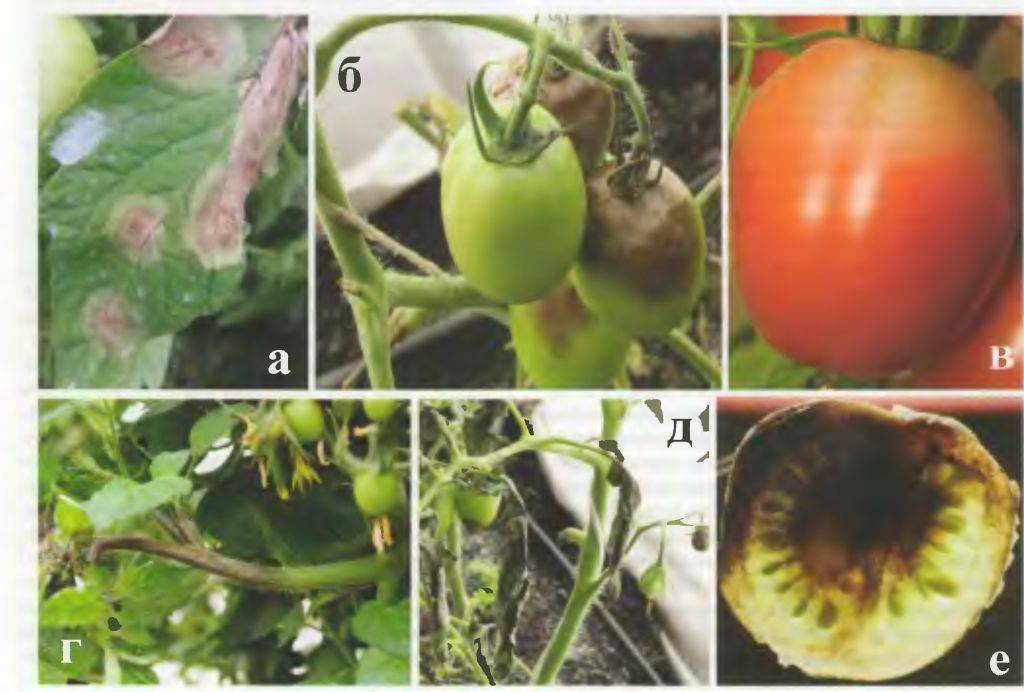 Лечение фитофторы на томатах: препараты, народные средства, профилактика