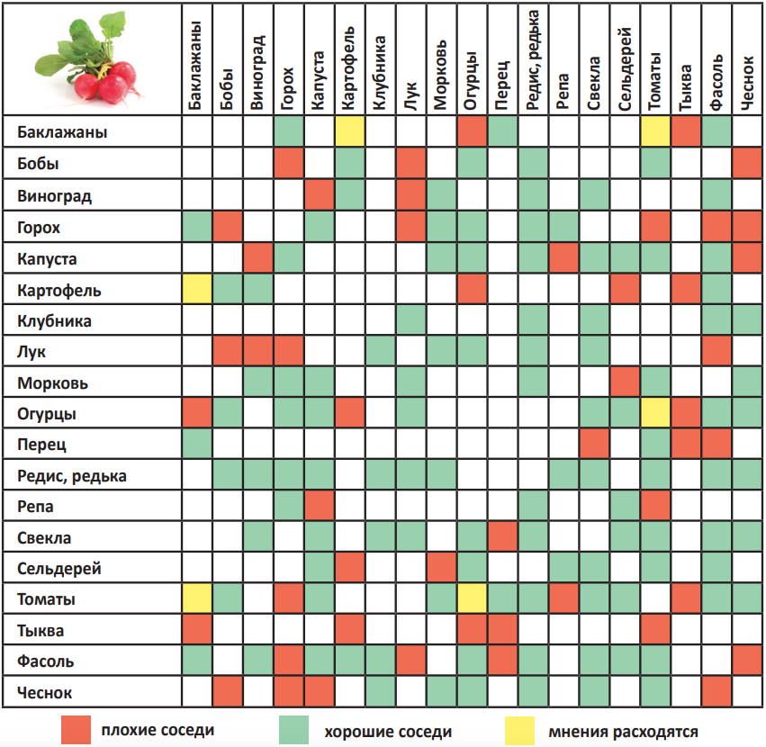 Какие можно сажать. Таблица совместимости посадки овощей. Таблица совместимости прививки плодовых деревьев. Соседство растений на огороде таблица овощей. Соседство овощей на грядках таблица совместимости растений.
