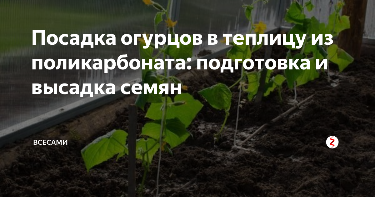Как пересаживать огурцы: когда можно после всходов в стаканчики и горшок