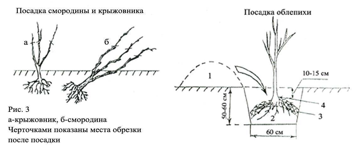 Посадка красной смородины