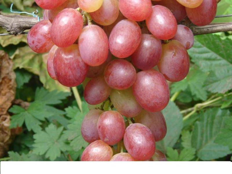 Виноград виктория: описание сорта с характеристикой и отзывами, особенности посадки и выращивания, фото