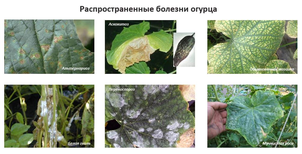 Почему у огурцов бледные листья: причины и чем подкормить