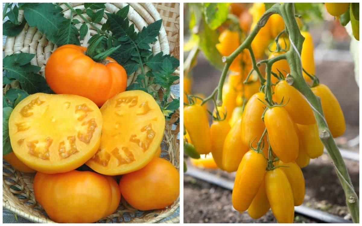 Характеристика и описание томата “бизон оранжевый”