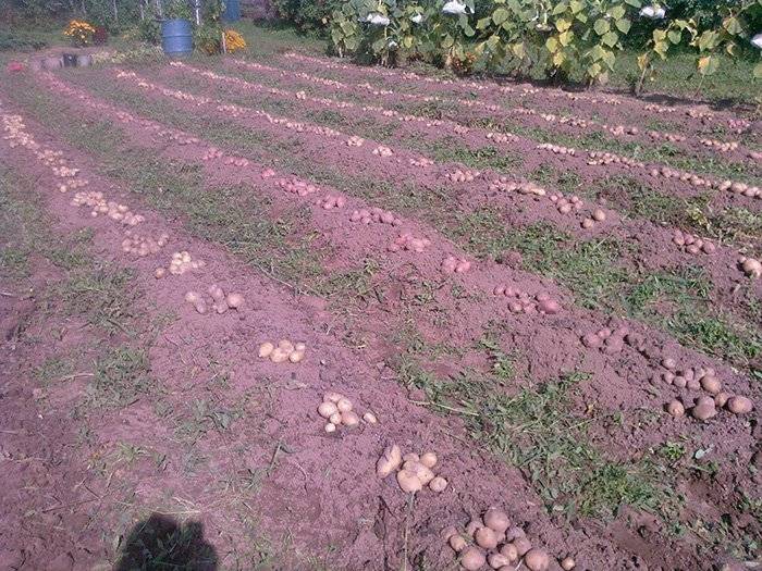 Голландская технология выращивания картофеля: видео посадки