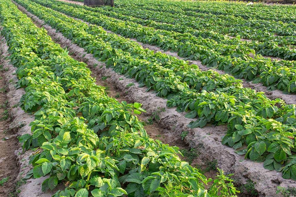 Выращивание картофеля по голландской технологии: особенности, правила, посадка с видео