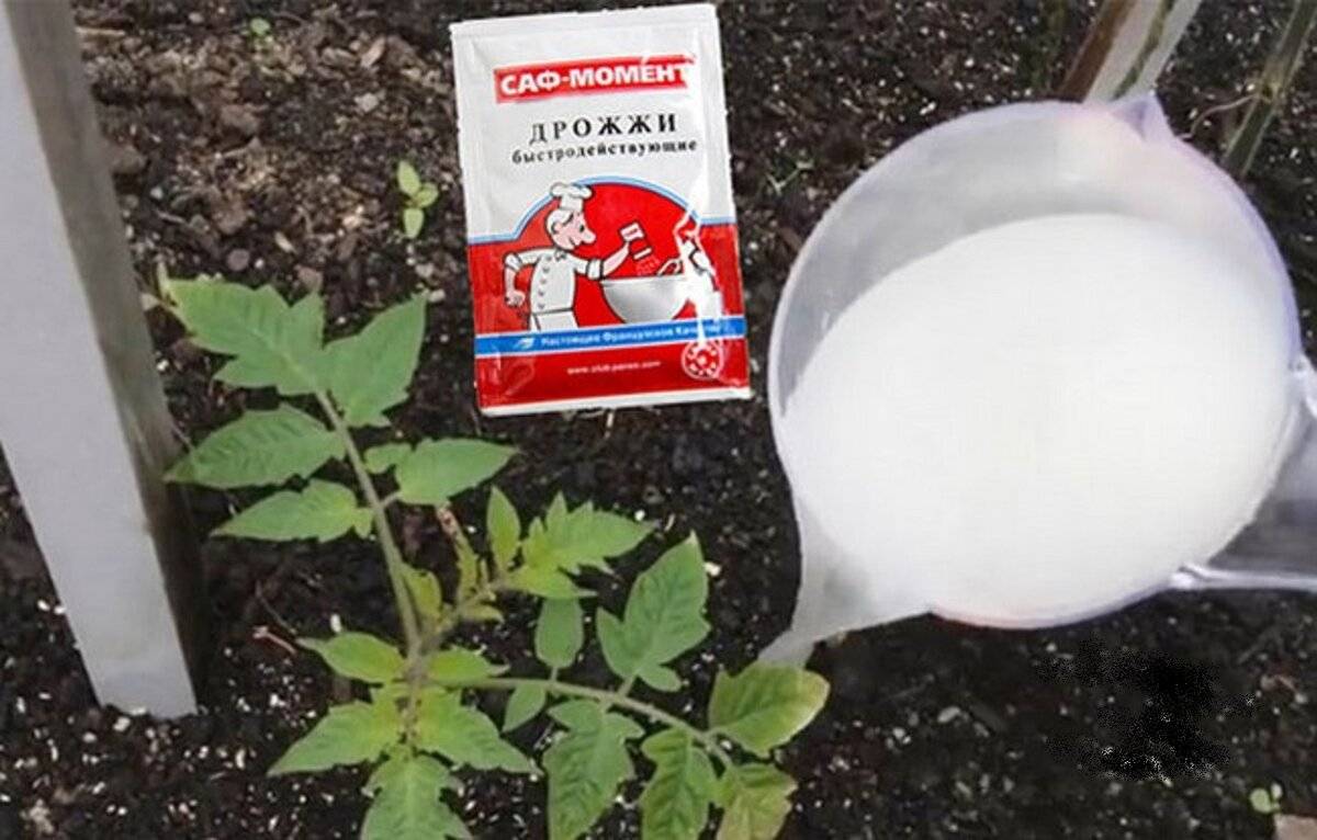 Как подкормить рассаду помидор дрожжами