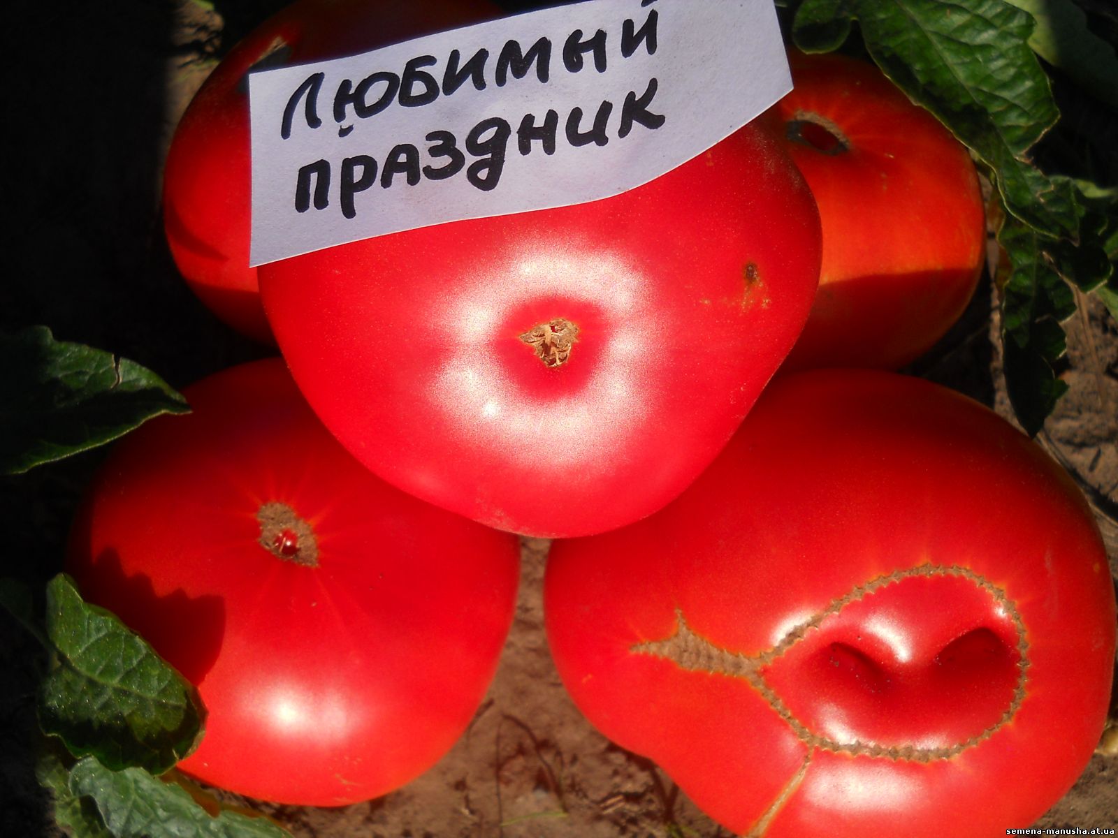 Томат любимый праздник: характеристика и описание сорта с фото