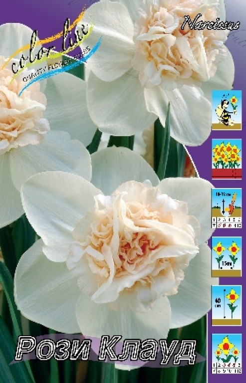 Цветы нарциссы