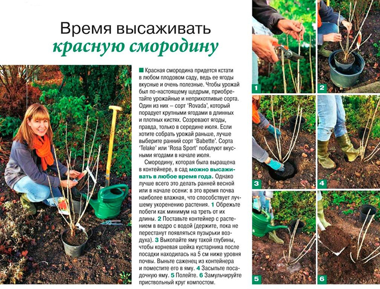 Красная смородина – посадка и уход по всем правилам + видео