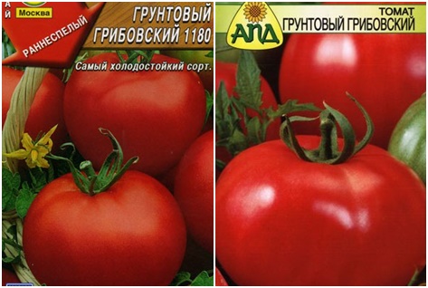 Один из представителей скороспелых — томат ранний грунтовый: характеристика и описание сорта