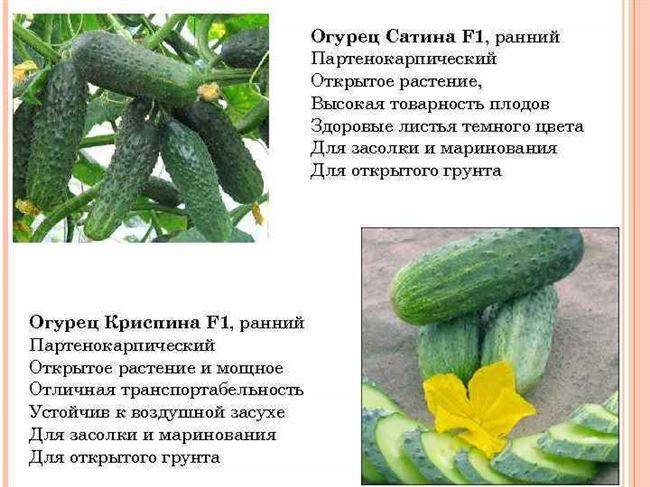 Огурец сатина f1: характеристика и описание сорта, фото, посадка и уход, технология выращивания, отзывы тех, кто сажал растение