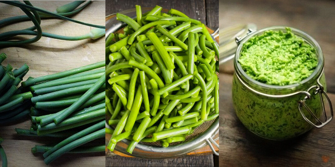 Рецепты приготовления чесночных стрелок: готовим необыкновенную вкуснятину