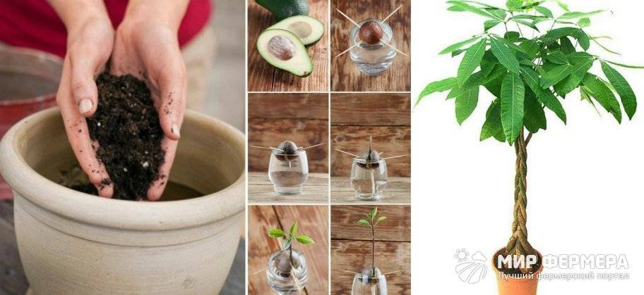 Авокадо – как вырастить из косточки, чтобы были плоды в доме