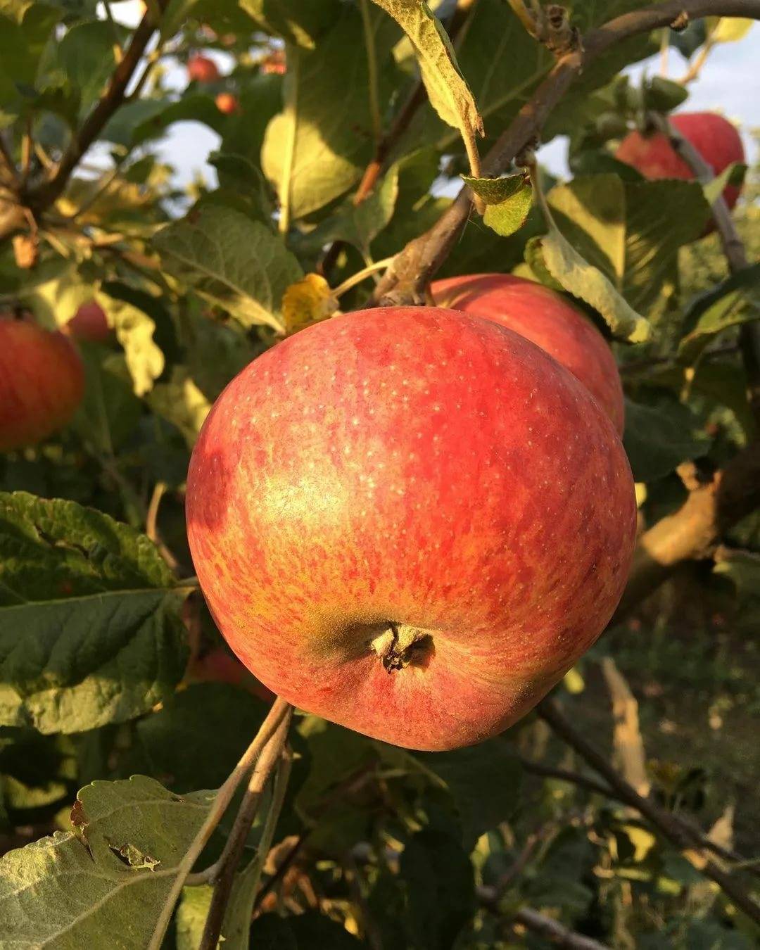 Сорт яблок штрифель: описание и фото