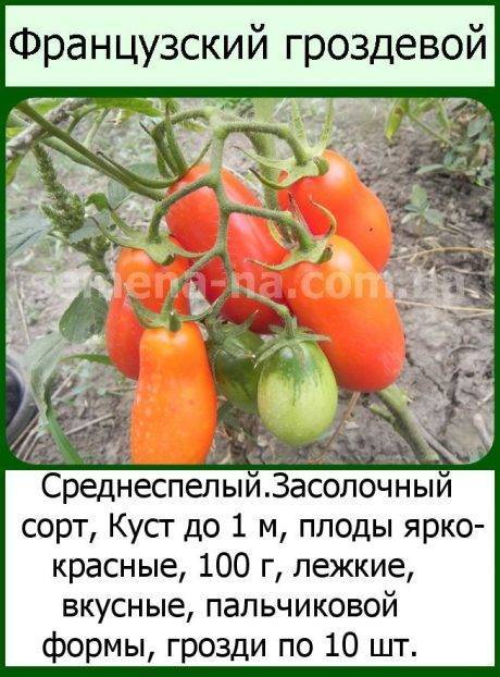 Сорт томатов французский гроздевой отзывы фото Томат ГРОЗДЕВОЙ КОРБАРИНО