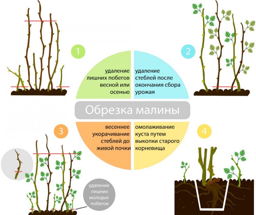 Когда сажать малину - осенью или весной, лучшее время и сроки для посадки