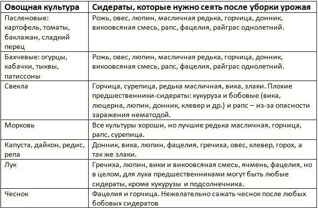 Сидераты в теплице весной под томаты – дачные дела