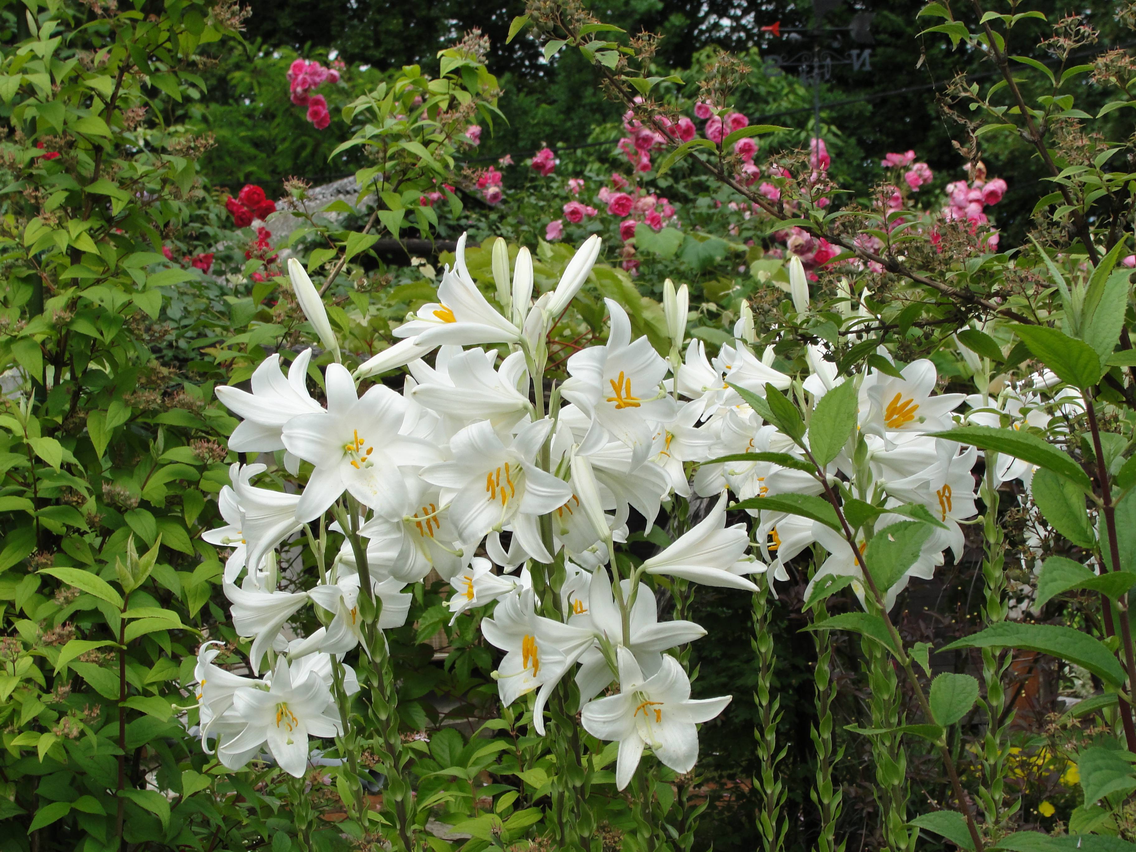 Лилия цветок садовый фото уход посадка