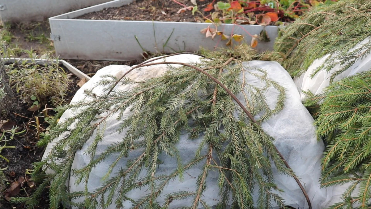 Как сохранить хризантемы зимой не выкапывая: подготовка и организация укрытия