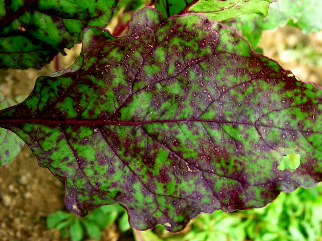 Болезни ревеня: почему краснеют листья, вредители, меры борьбы с ними, профилактика