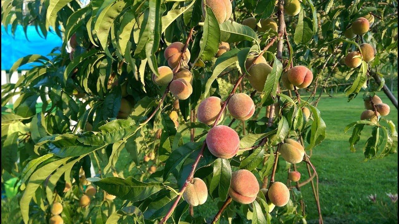 Персик киевский ранний – сладость лета на вашем столе