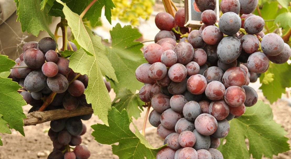 Виноград заря несветная: описание сорта с характеристикой и отзывами, особенности посадки и выращивания, фото