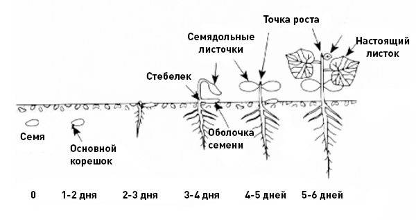 Корневая система огурца: глубина, расположение, размер. как укрепить корневую систему огурцов. выращивание огурцов :: syl.ru