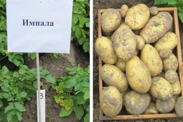 Картофель королева анна: описание, преимущества, отзывы, видео, выращивание