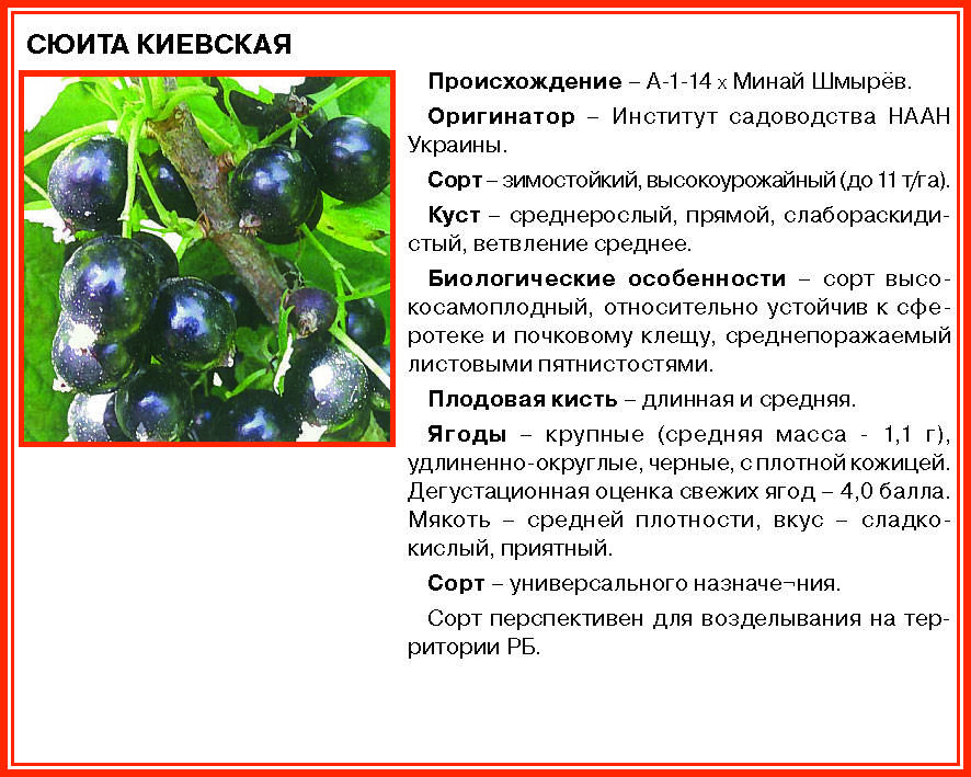 Особенности лучших сортов – 6 видов смородины || лучшие сорта черной смородины для ленинградской области