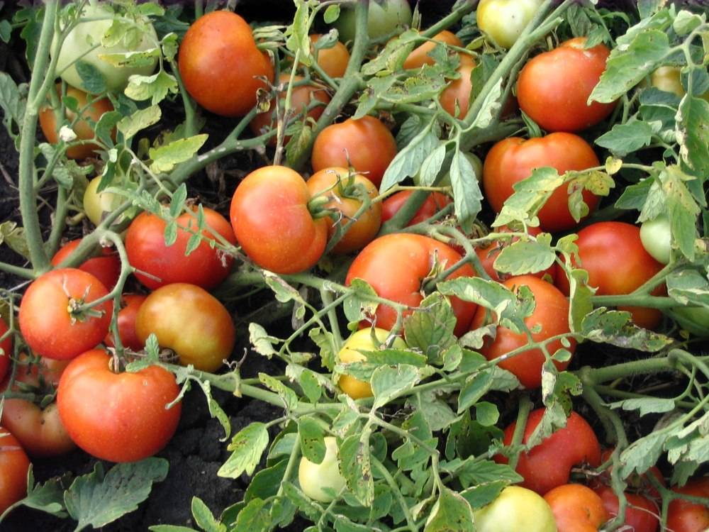 Томат агата: характеристика и описание сорта, отзывы тех кто сажал помидоры с высокой урожайностью, фото по выращиванию с семян и видео
