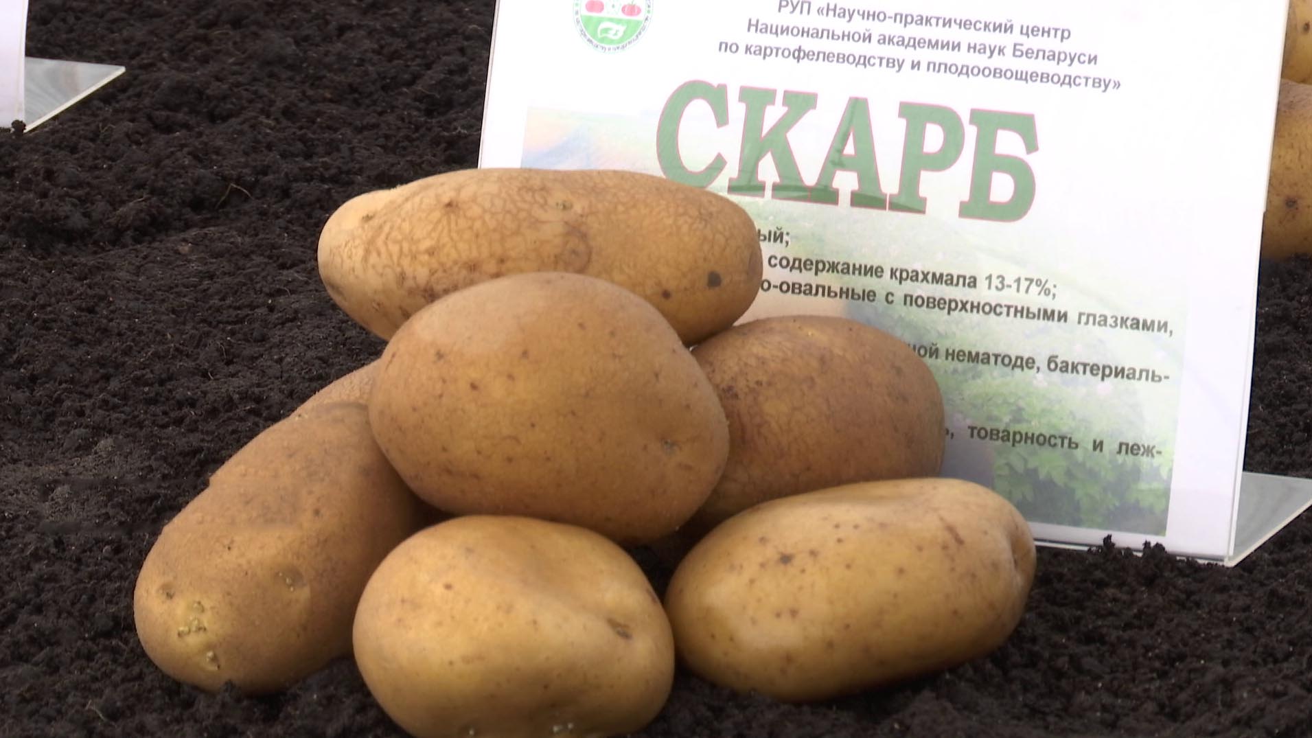 Лучшие сорта картофеля для посадки в беларуси 2021