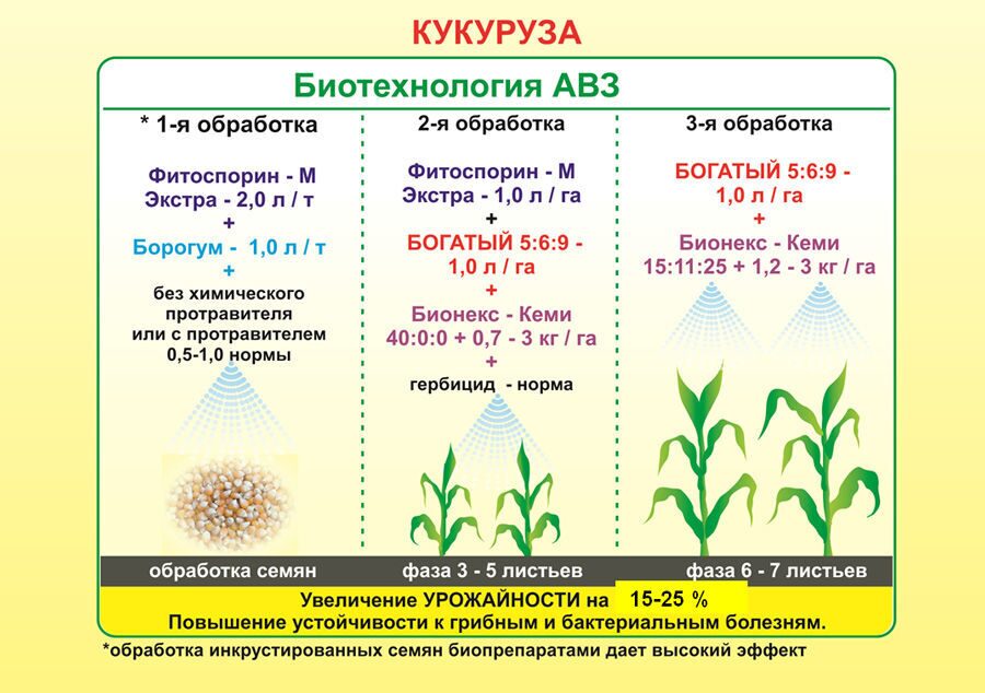 Как растет кукуруза схема