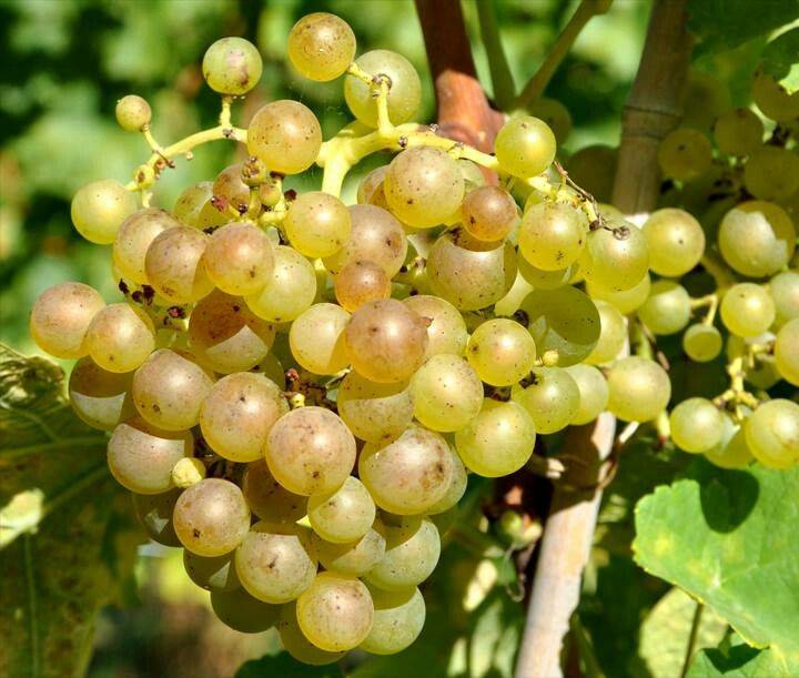 Коринка русская виноград- отзывы, описание сорта, правила посадки и ухода