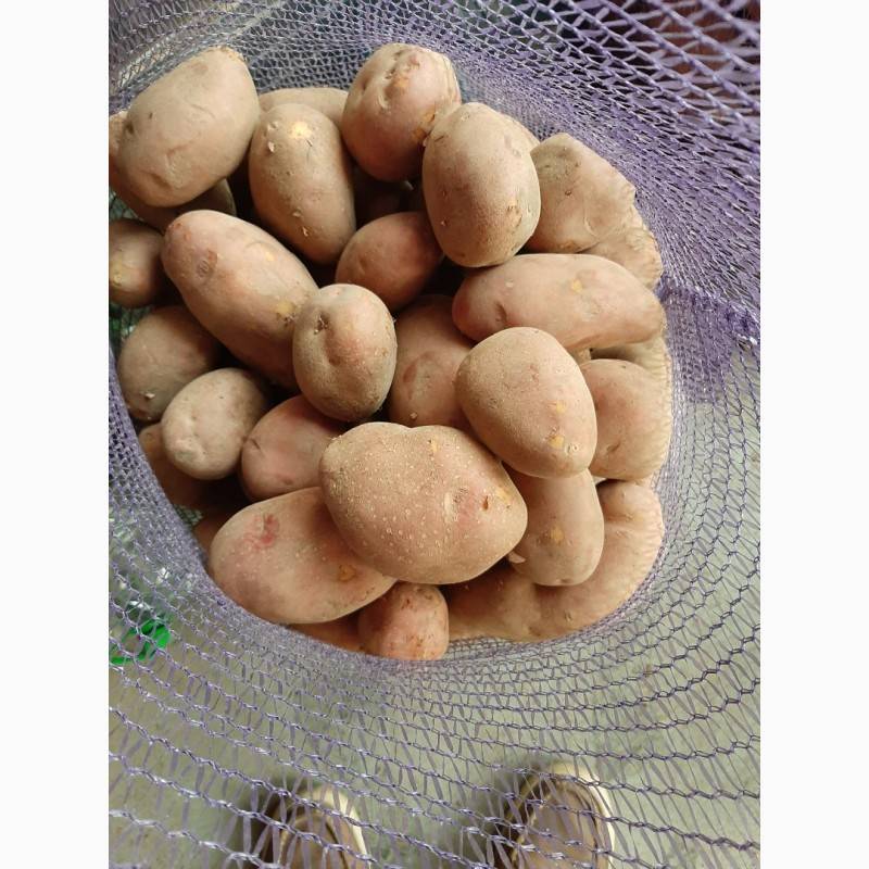 Сорт картофеля беллароза, описание,урожайность, вкусовые качества