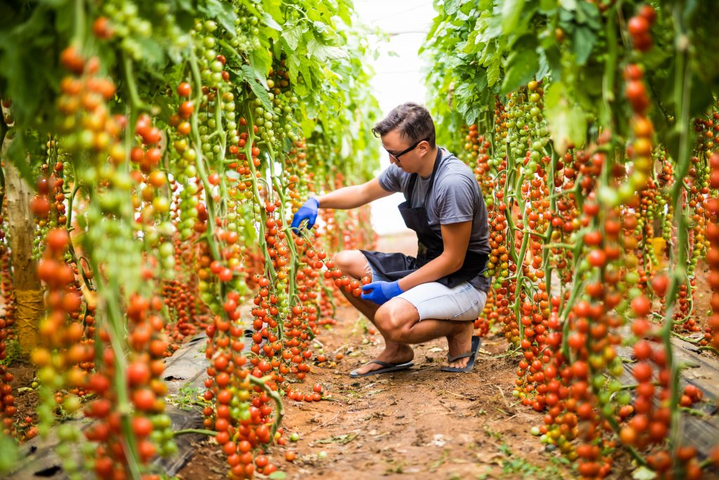 Томаты сорта «рапунцель» — описание, фото, характеристики, выращивание помидоров