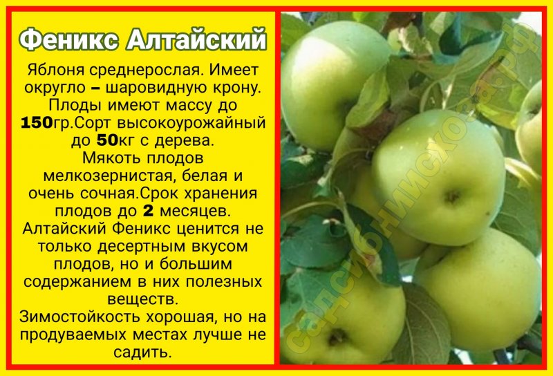 Описание яблони сорта уралец и правила выращивания штамбовой культуры