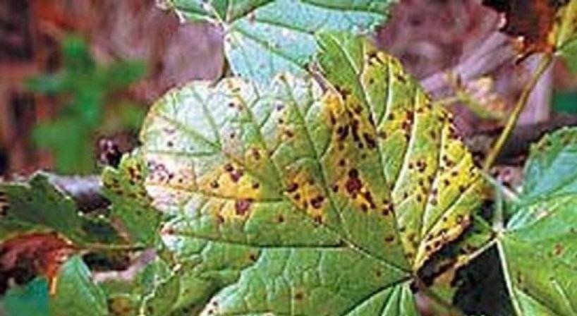 Белый налет на листьях смородины. лечение и профилактика заболевания