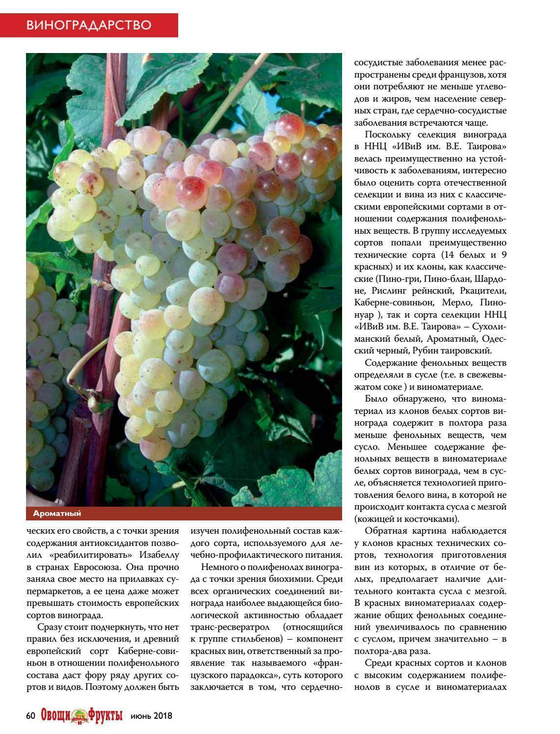Мускатный виноград «тасон»: стоит ли выделять место в винограднике?
