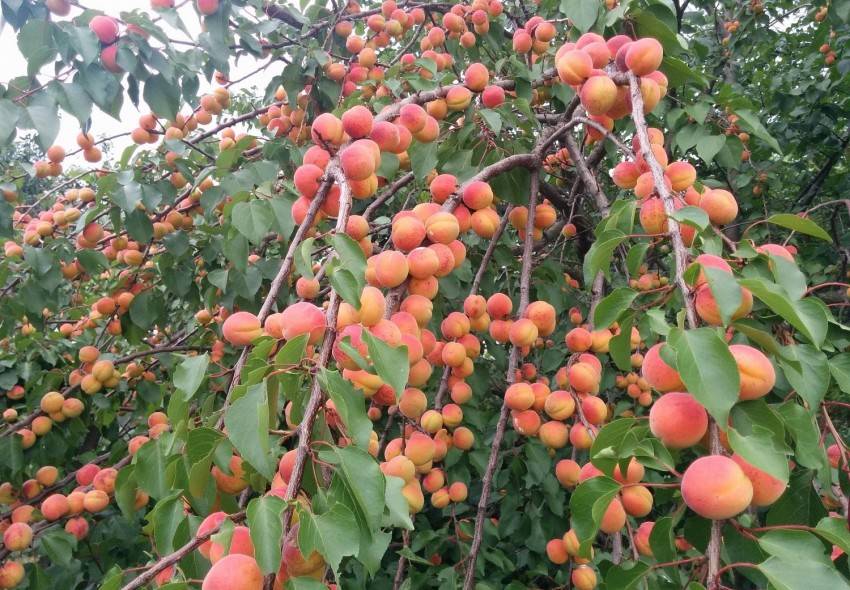 Как и где правильно сажать персик на участке: с какими деревьями можно сажать персик, расстояние между деревьями при посадке