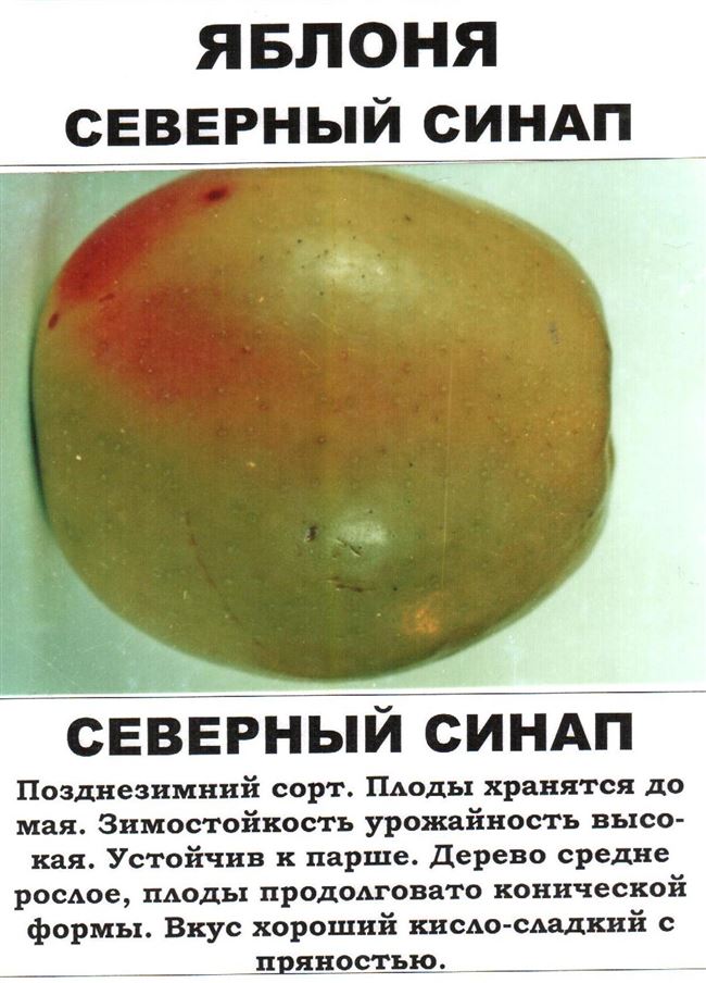 Описание сорта яблони северный синап: фото яблок, важные характеристики, урожайность с дерева